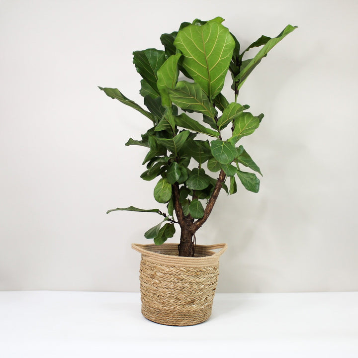 Ficus Lyrata Foliage Dreams