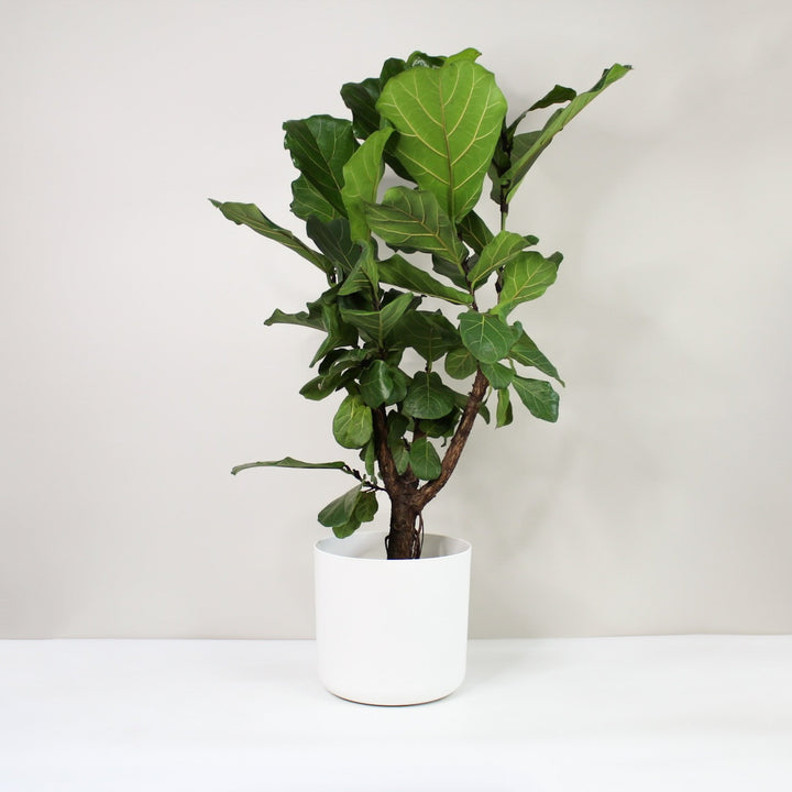 Ficus Lyrata Foliage Dreams