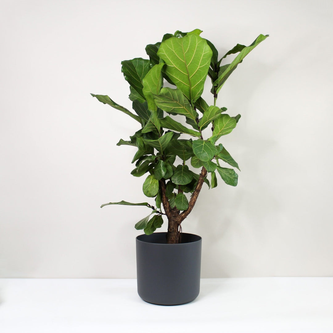 Ficus Lyrata Foliage Dreams