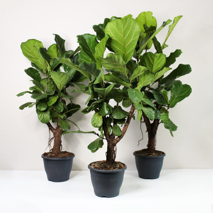 Ficus Lyrata Foliage Dreams