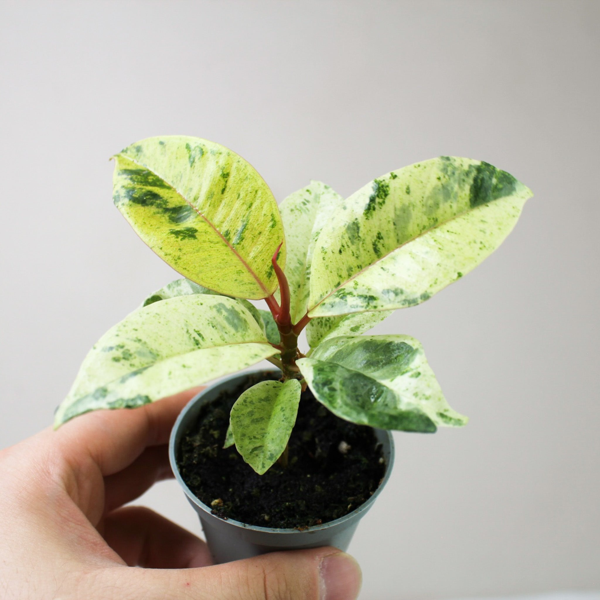 Ficus Shivereana Moonshine