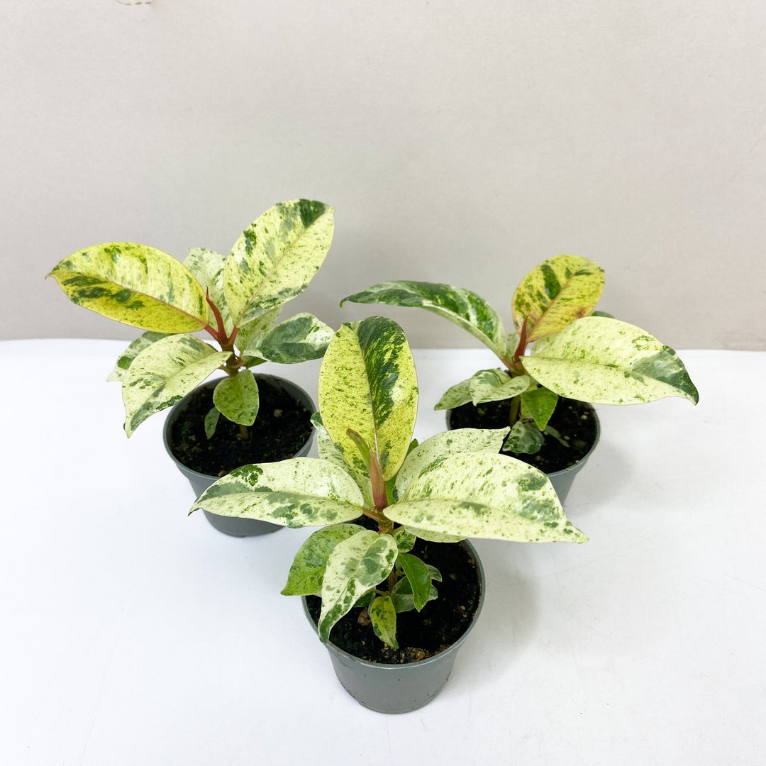 Ficus Shivereana Moonshine Foliage Dreams