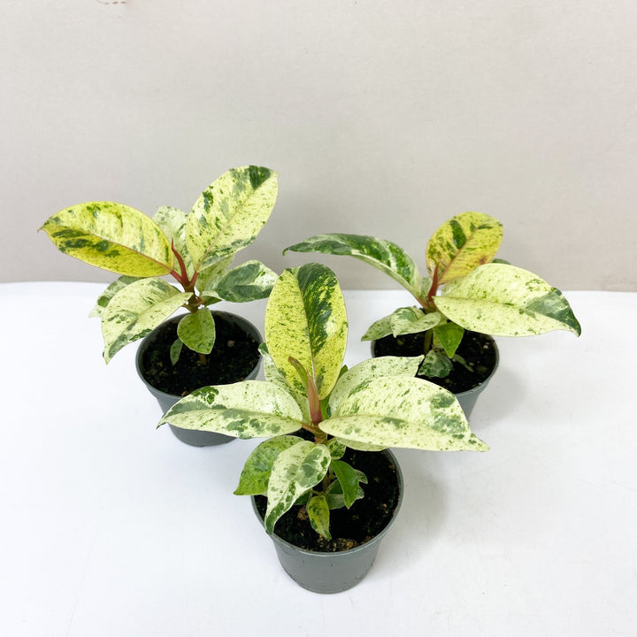 Ficus Shivereana Moonshine Foliage Dreams