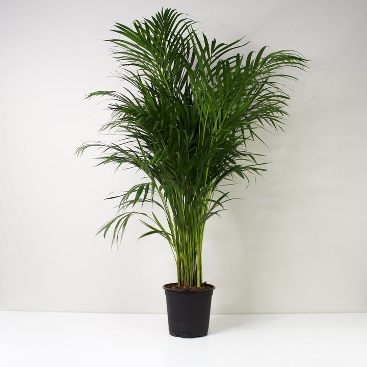 Goldfruchtpalme (Dypsis Lutescens) L Foliage Dreams
