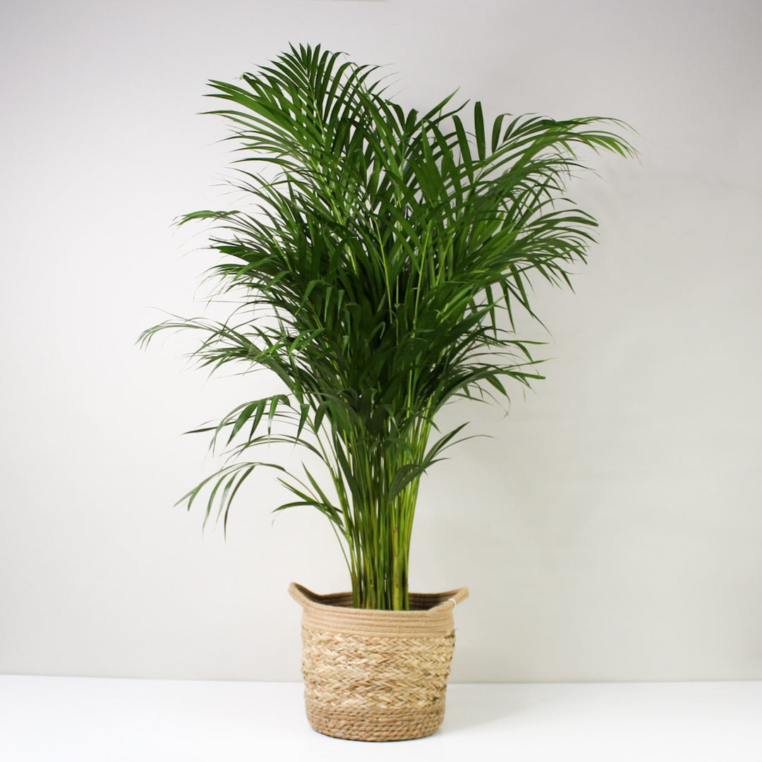 Goldfruchtpalme (Dypsis Lutescens) XL / Korb braun Foliage Dreams
