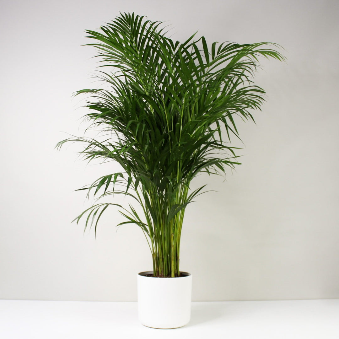 Goldfruchtpalme (Dypsis Lutescens) XL / Topf weiß Foliage Dreams