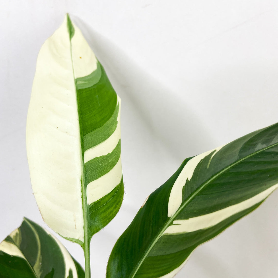 Heliconia Variegata Foliage Dreams