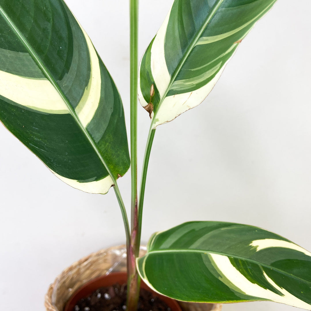 Heliconia Variegata Foliage Dreams
