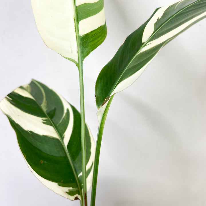 Heliconia Variegata Foliage Dreams