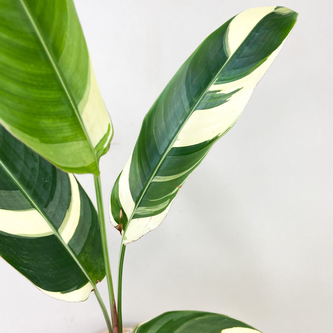 Heliconia Variegata Foliage Dreams