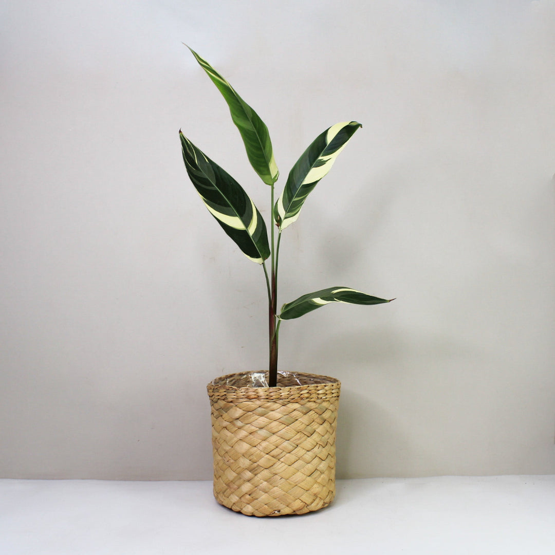 Heliconia Variegata Foliage Dreams