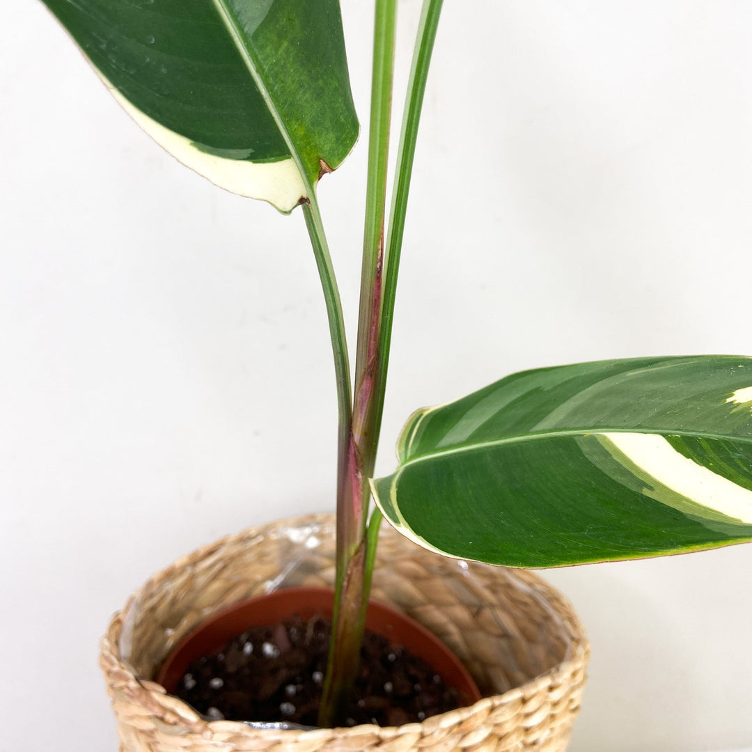 Heliconia Variegata Foliage Dreams