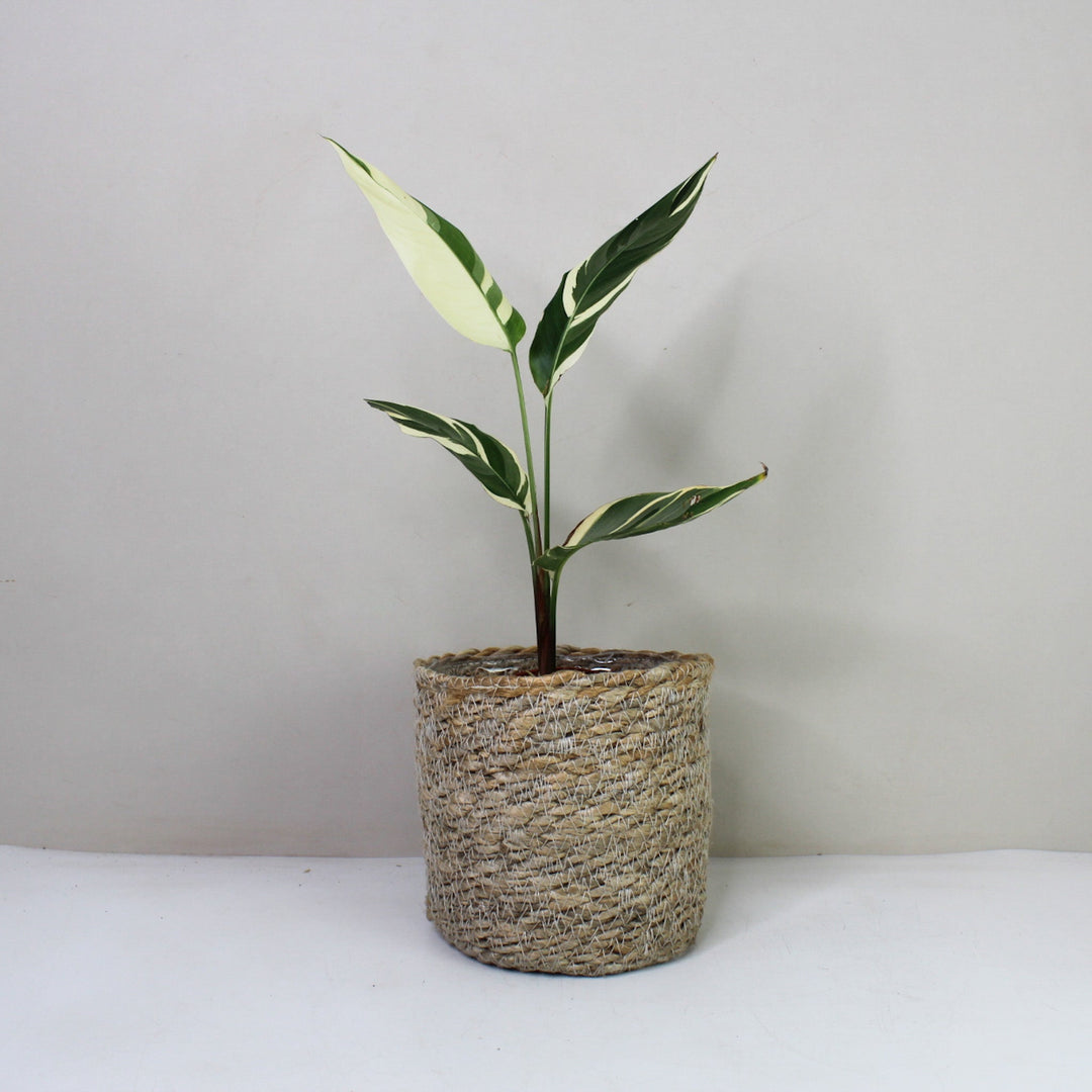 Heliconia Variegata Foliage Dreams