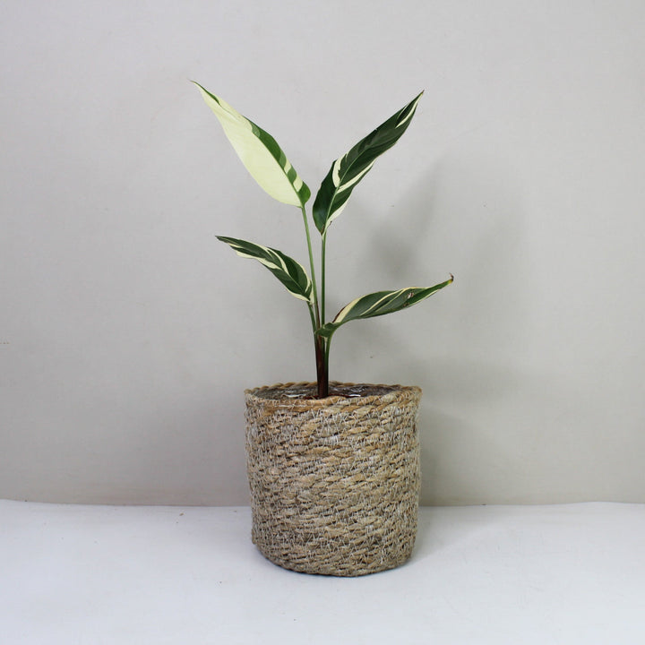 Heliconia Variegata Foliage Dreams