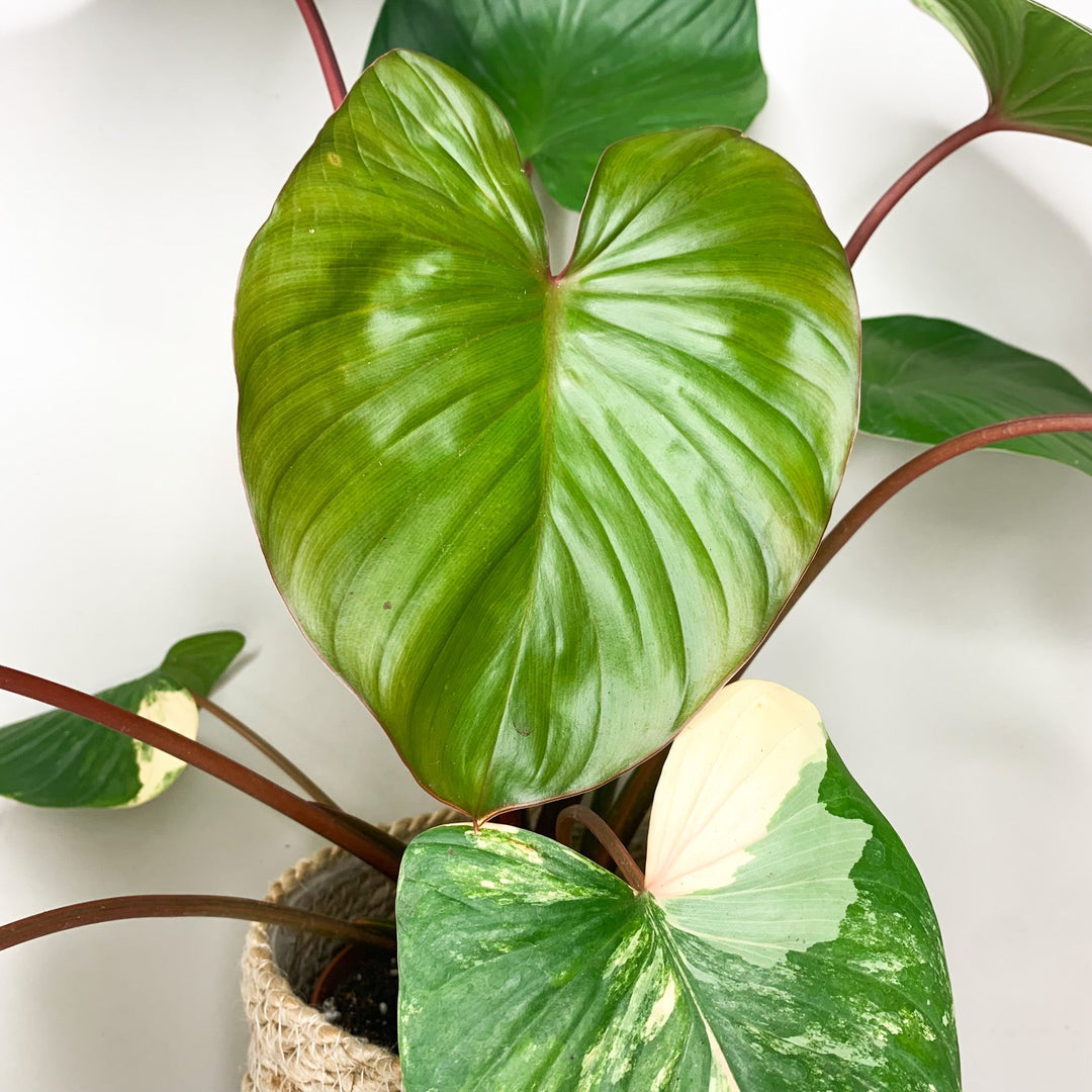 Homalomena Rubescens Variegata H1 Foliage Dreams