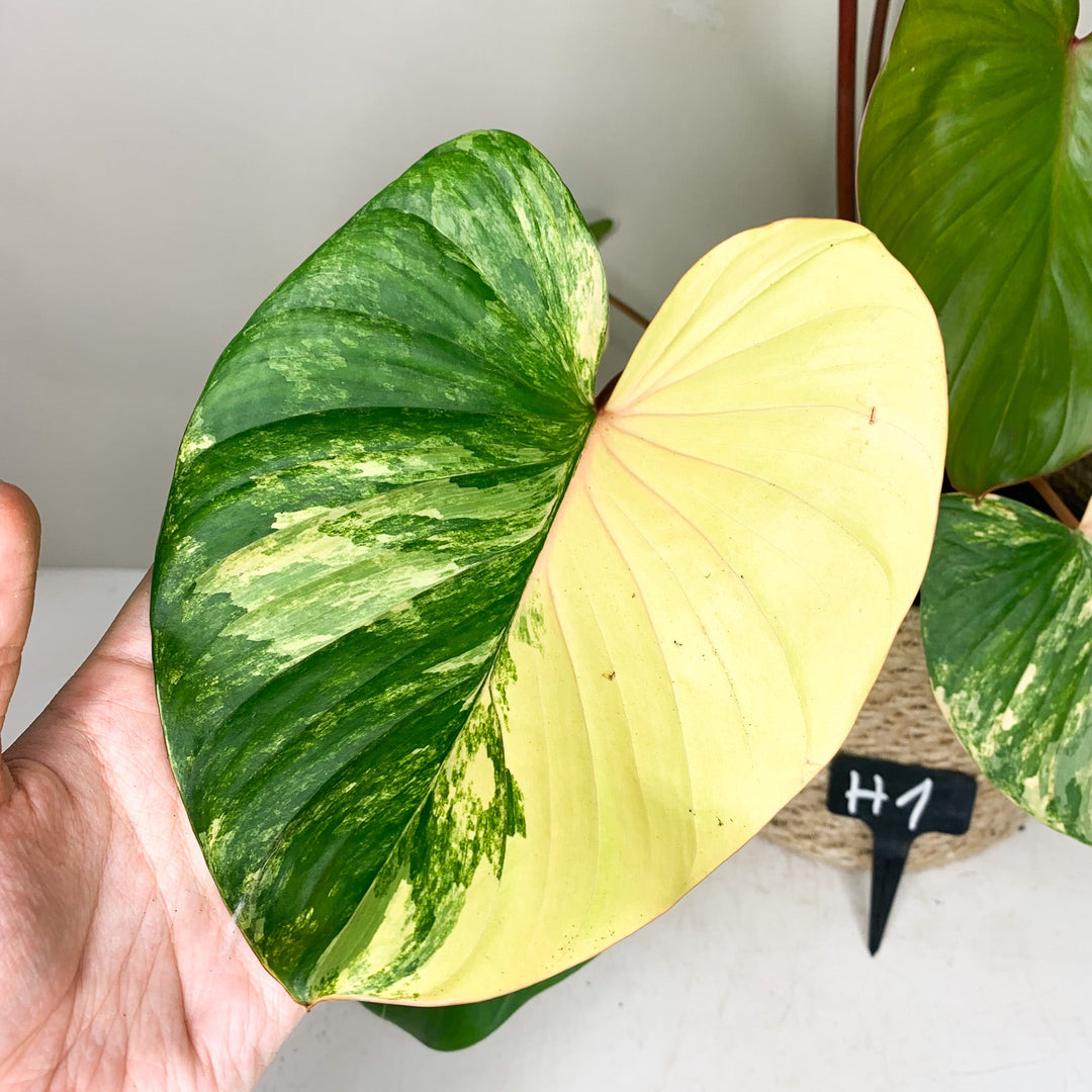 Homalomena Rubescens Variegata H1 Foliage Dreams