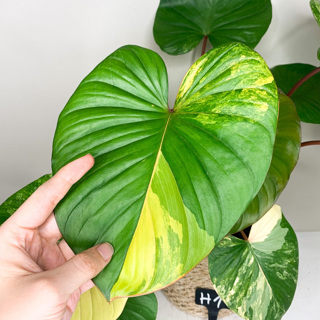 Homalomena Rubescens Variegata H1 Foliage Dreams
