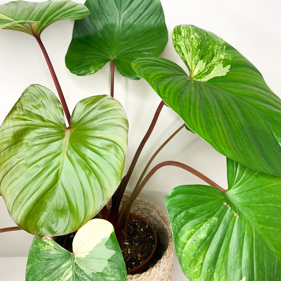 Homalomena Rubescens Variegata H1 Foliage Dreams