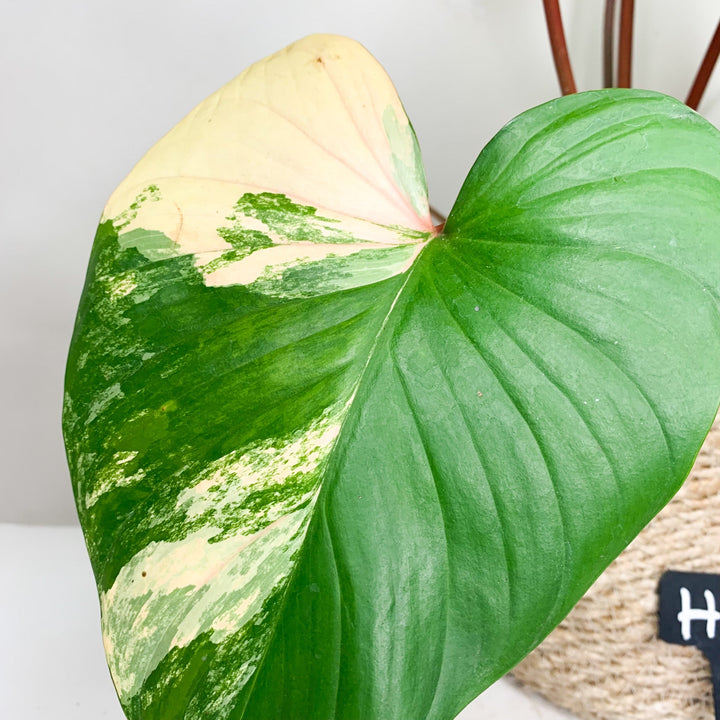 Homalomena Rubescens Variegata H1 Foliage Dreams