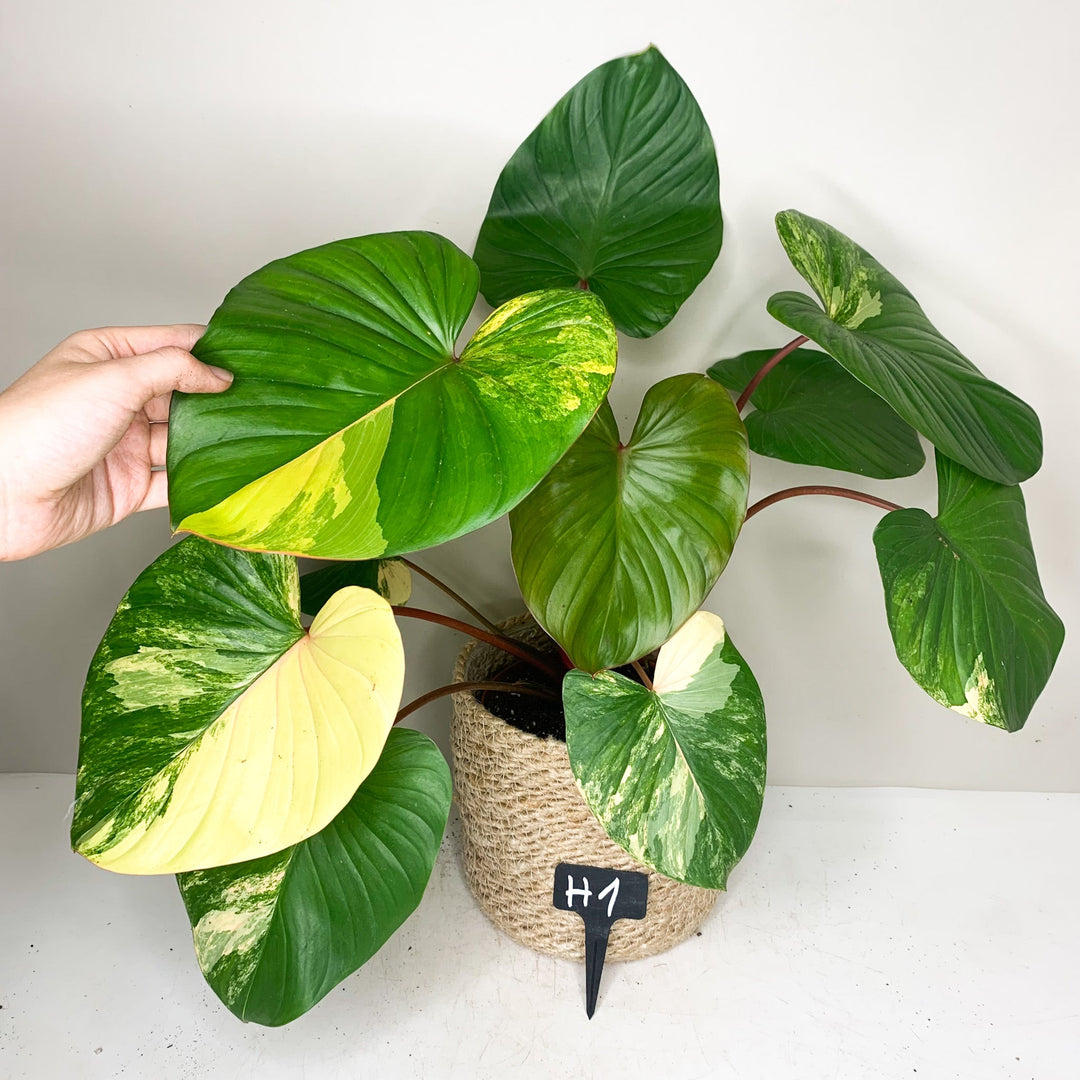 Homalomena Rubescens Variegata H1 Foliage Dreams