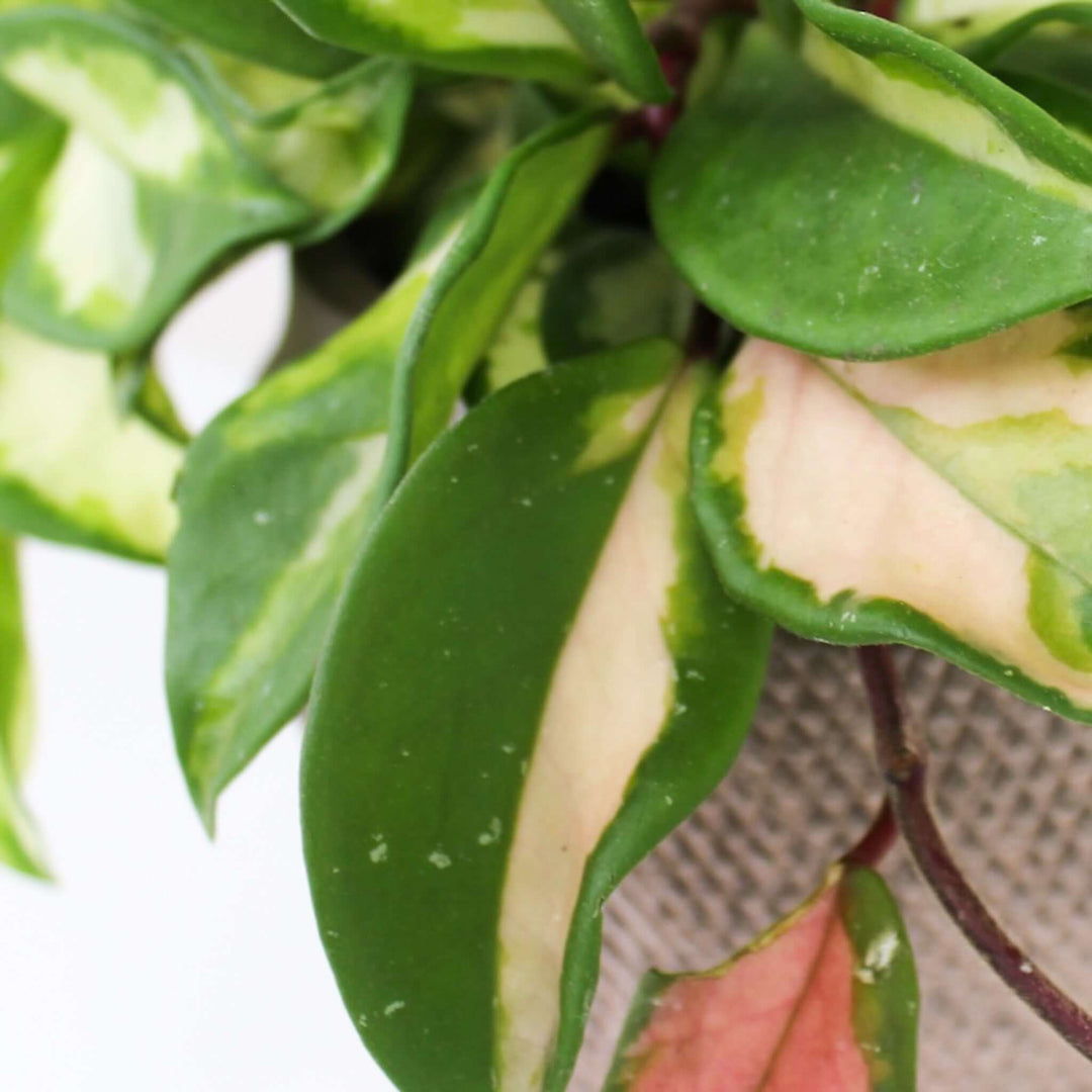 Hoya Carnosa Tricolor M Foliage Dreams