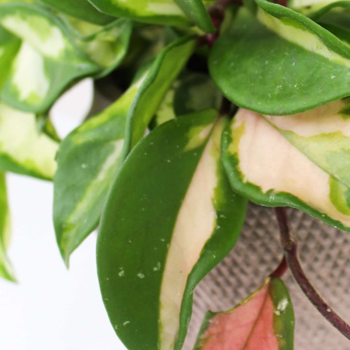 Hoya Carnosa Tricolor M Foliage Dreams