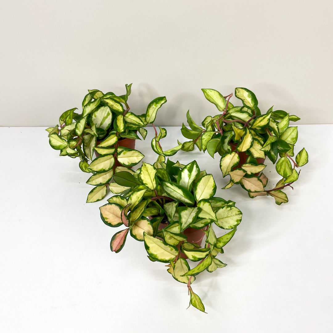 Hoya Carnosa Tricolor M Foliage Dreams