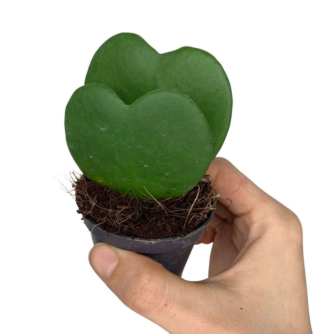 Hoya Kerrii Foliage Dreams