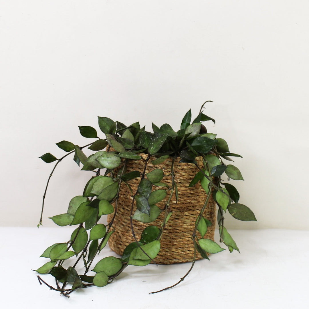 Hoya Krohniana 'Black' M / Korb braun Foliage Dreams