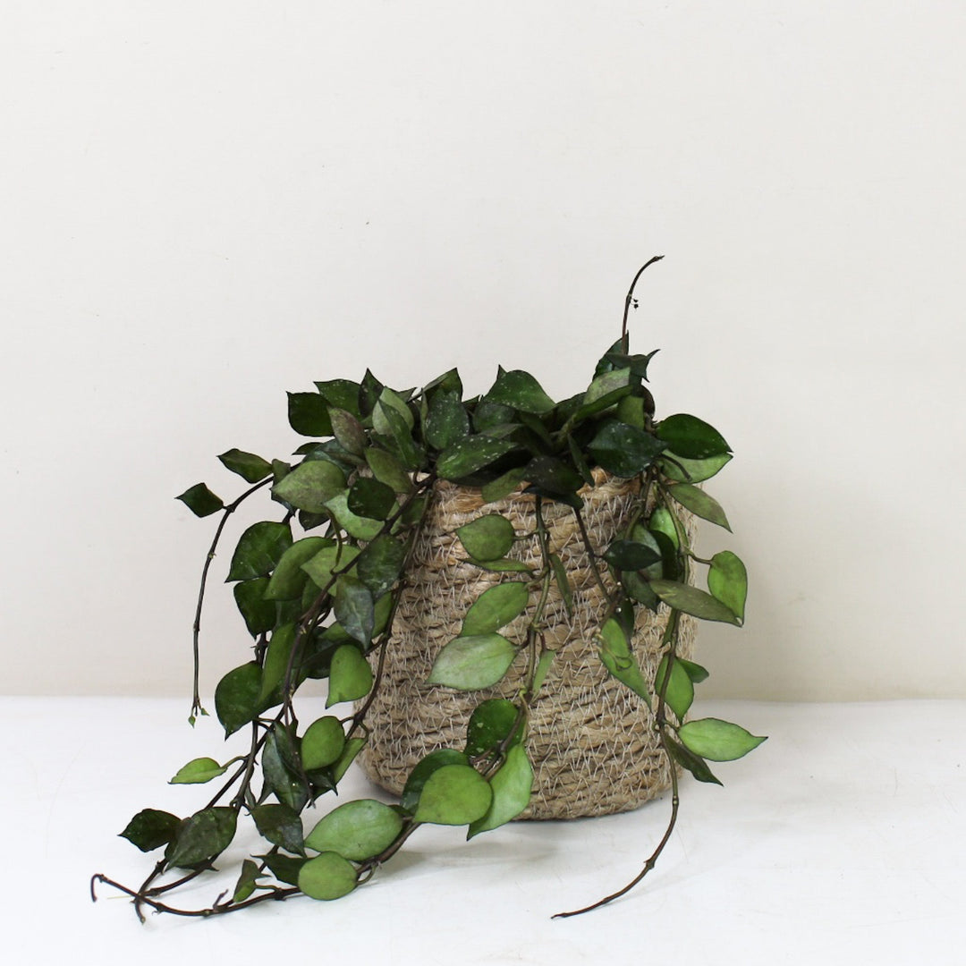 Hoya Krohniana 'Black' M / Korb creme Foliage Dreams
