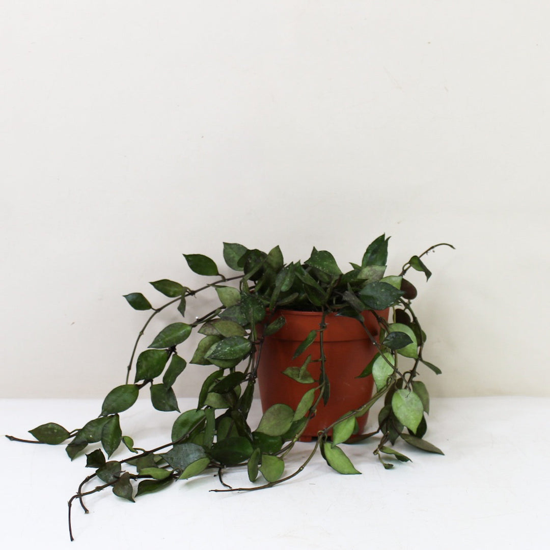 Hoya Krohniana 'Black' M / ohne Übertopf Foliage Dreams