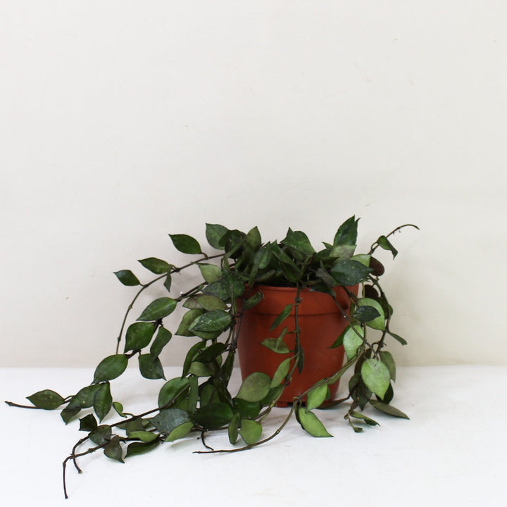 Hoya Krohniana 'Black' M / ohne Übertopf Foliage Dreams