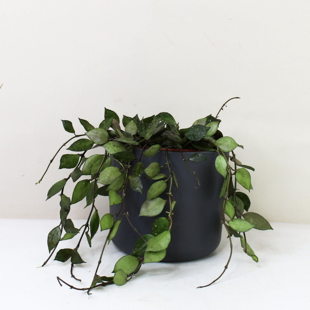 Hoya Krohniana 'Black' M / Topf anthrazit Foliage Dreams