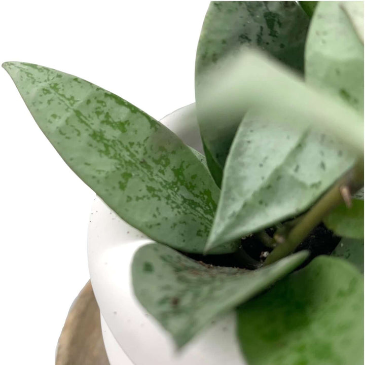 Hoya krohniana super silver Foliage Dreams