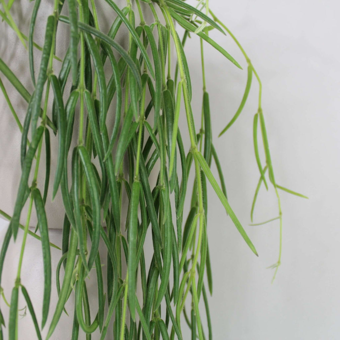 Hoya Linearis Foliage Dreams