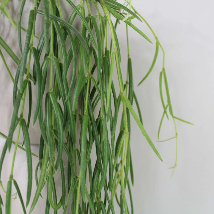 Hoya Linearis Foliage Dreams