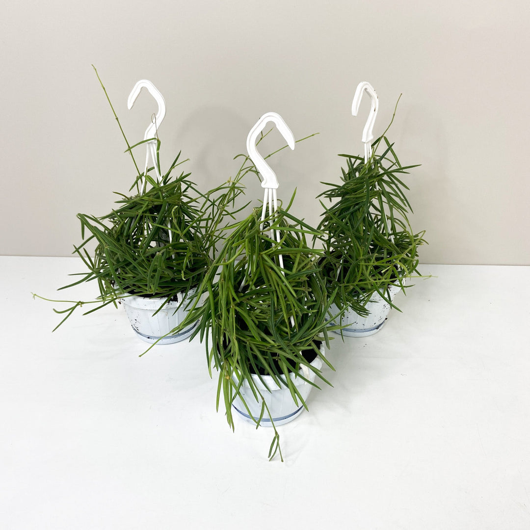 Hoya Linearis Foliage Dreams