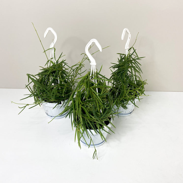 Hoya Linearis Foliage Dreams