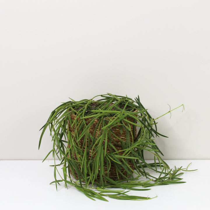 Hoya Linearis M / Korb braun Foliage Dreams