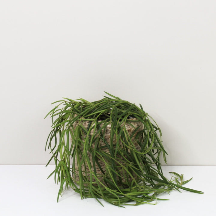 Hoya Linearis M / Korb creme Foliage Dreams