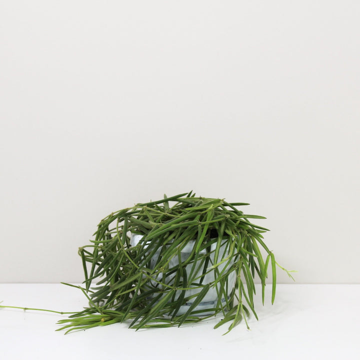 Hoya Linearis M / Ohne Übertopf Foliage Dreams