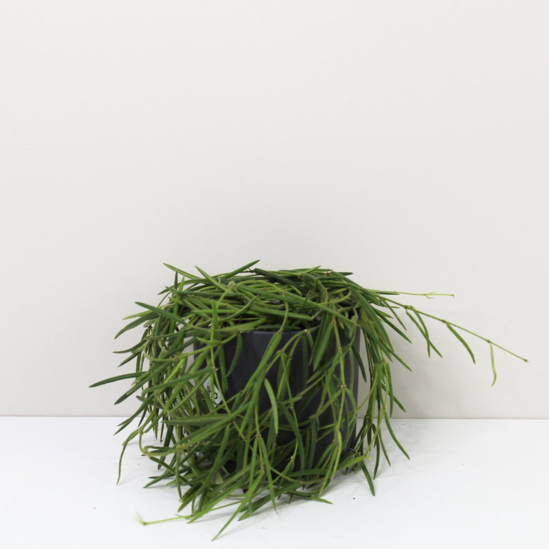 Hoya Linearis M / Topf anthrazit Foliage Dreams