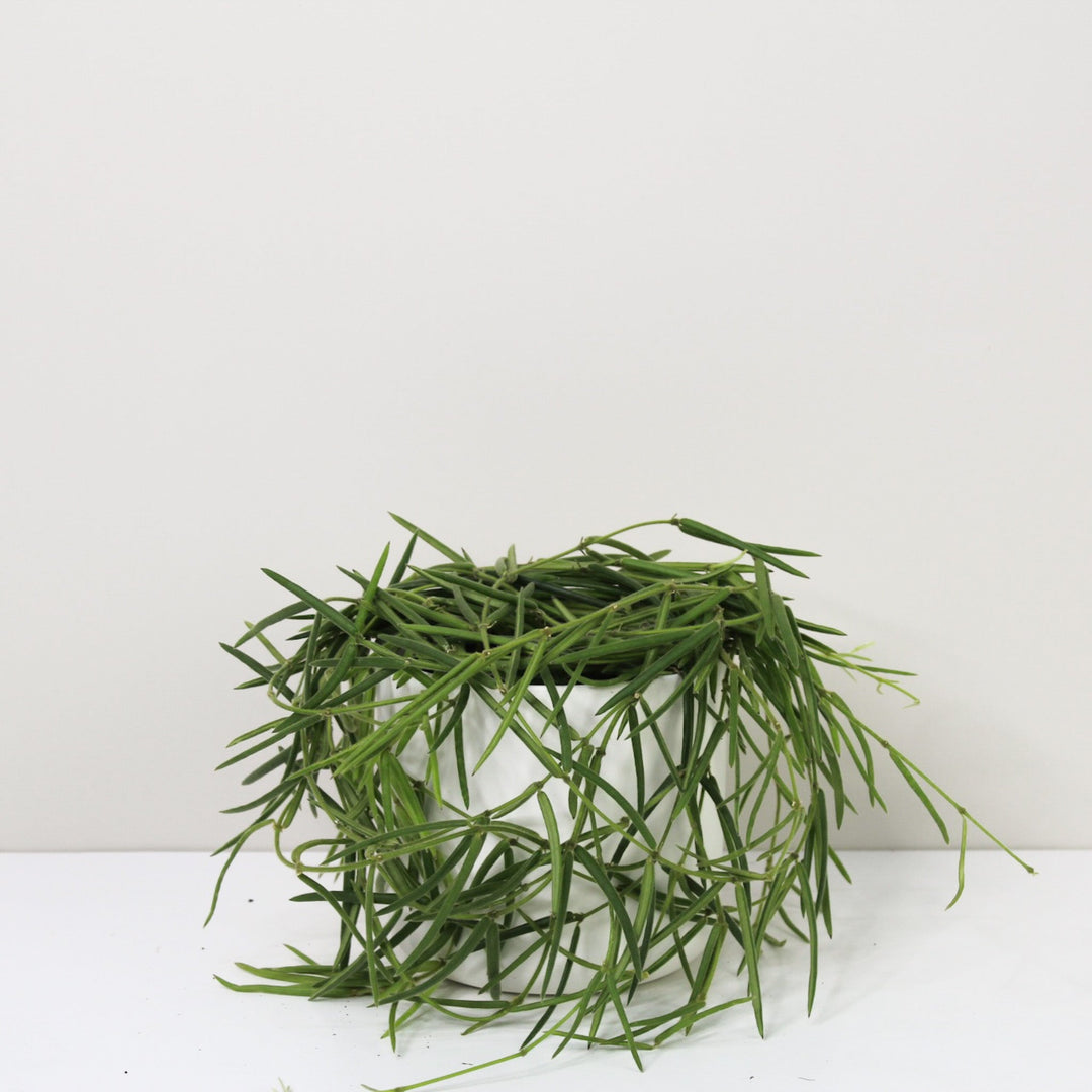 Hoya Linearis M / Topf weiß Foliage Dreams