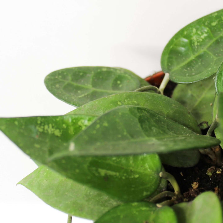Hoya parasitica black edge Foliage Dreams