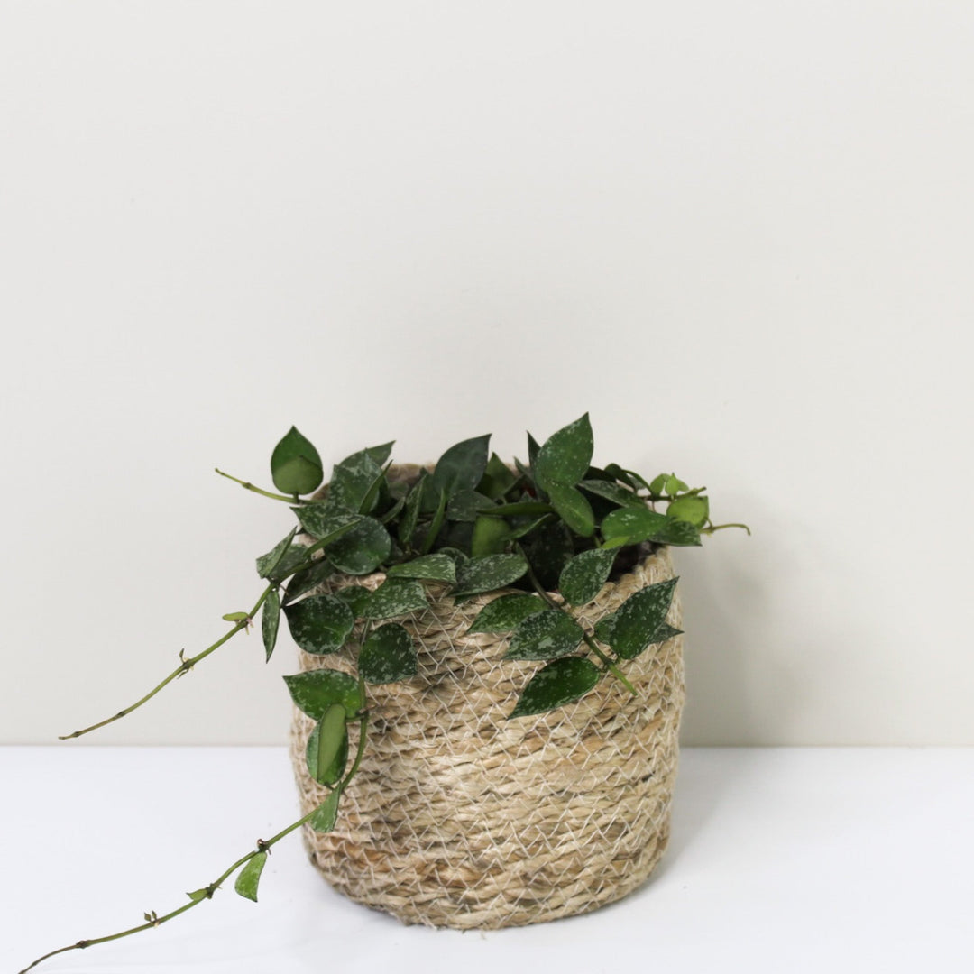Hoya ? Foliage Dreams