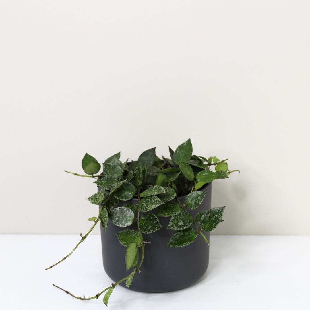 Hoya ? Foliage Dreams