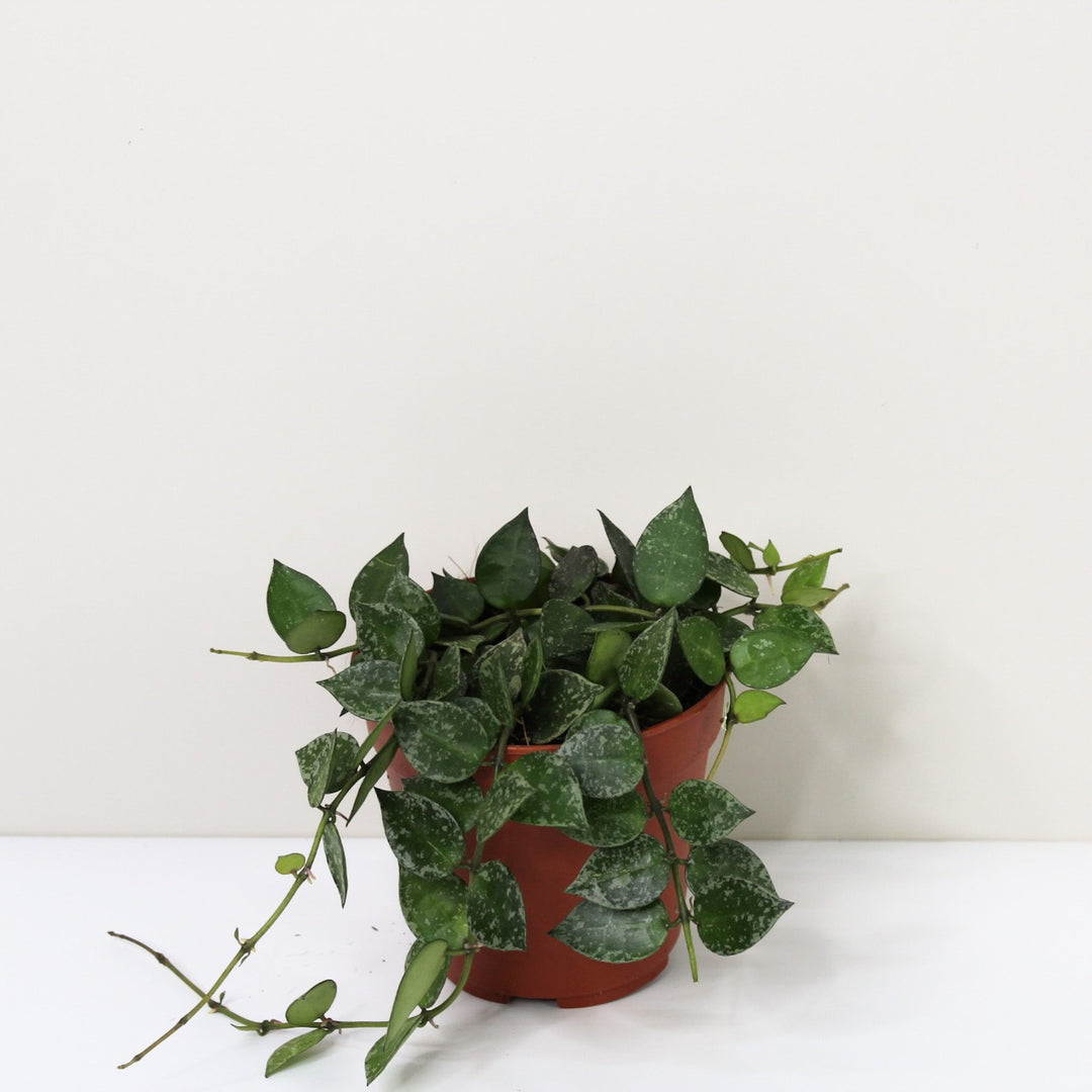 Hoya ? Foliage Dreams