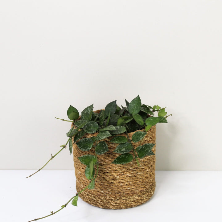 Hoya ? Foliage Dreams