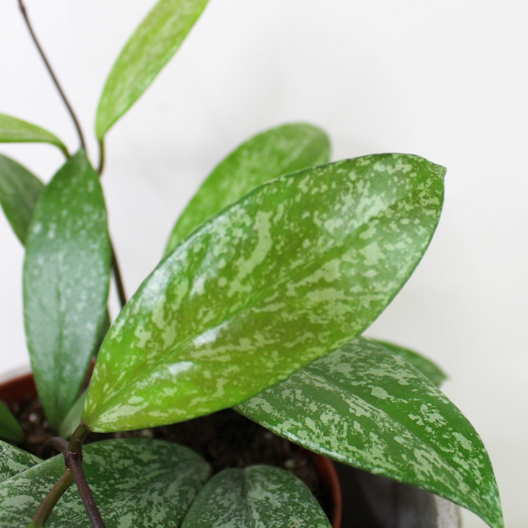 Hoya Pubicalyx 'Silver Splash' Foliage Dreams
