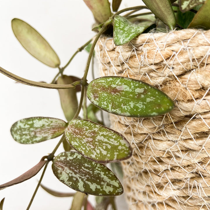 Hoya Sigillatis Foliage Dreams